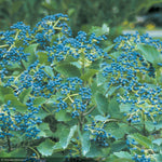 Load image into Gallery viewer, Viburnum, Blue Muffin #3