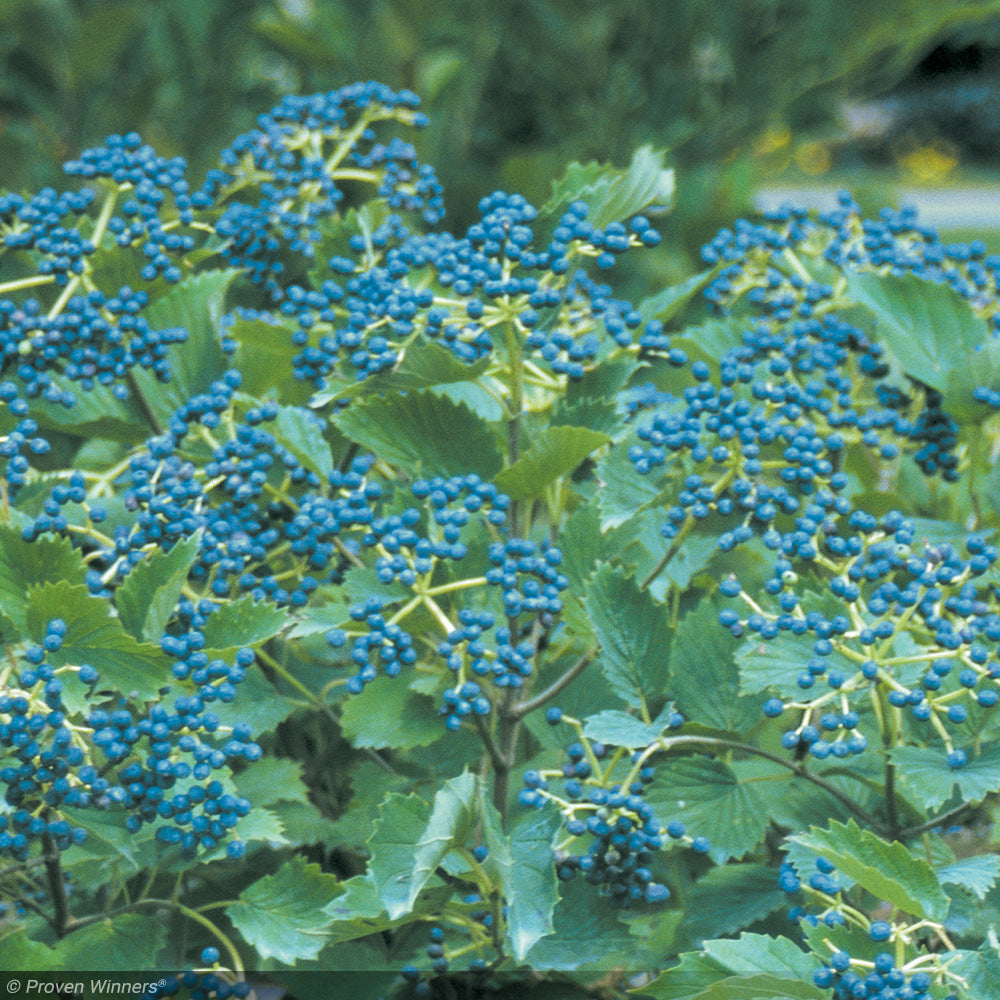 Viburnum, Blue Muffin #3