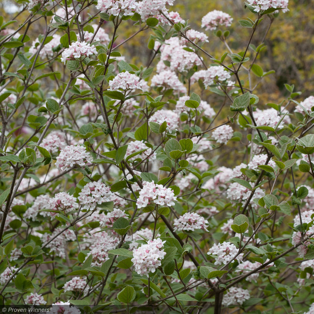 Viburnum, Carlesii #5