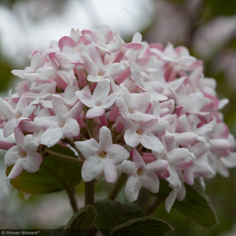 Viburnum, Carlesii #5