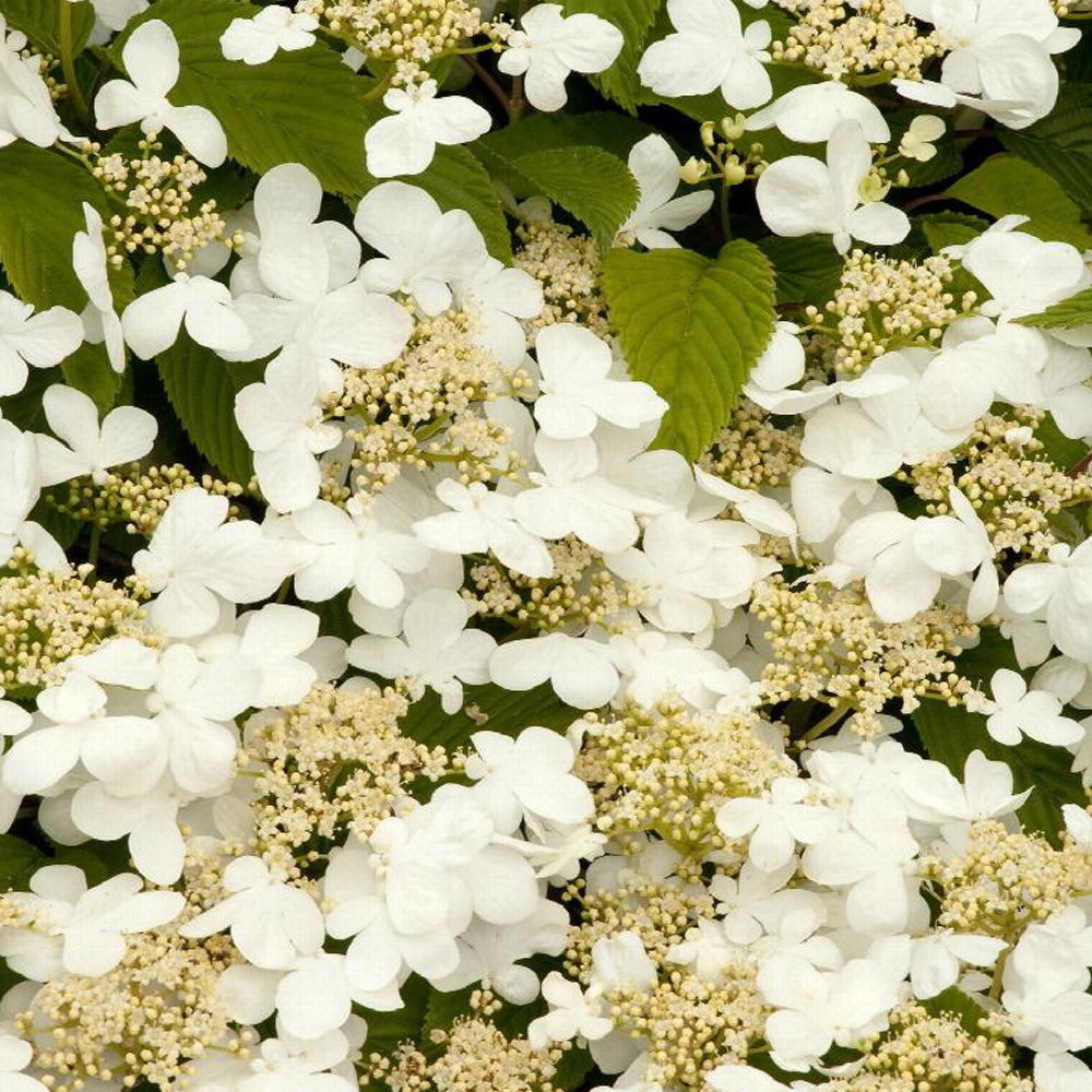 Viburnum, Mariesii #5