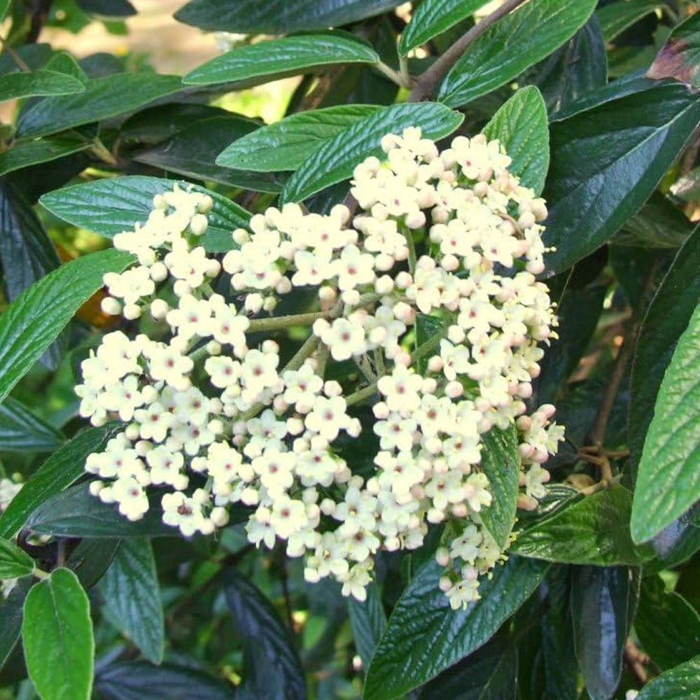 Viburnum, Pragense #3