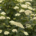 Load image into Gallery viewer, Viburnum, Sparkler #2
