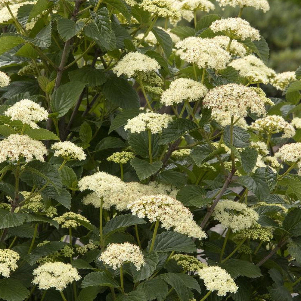 Viburnum, Sparkler #2