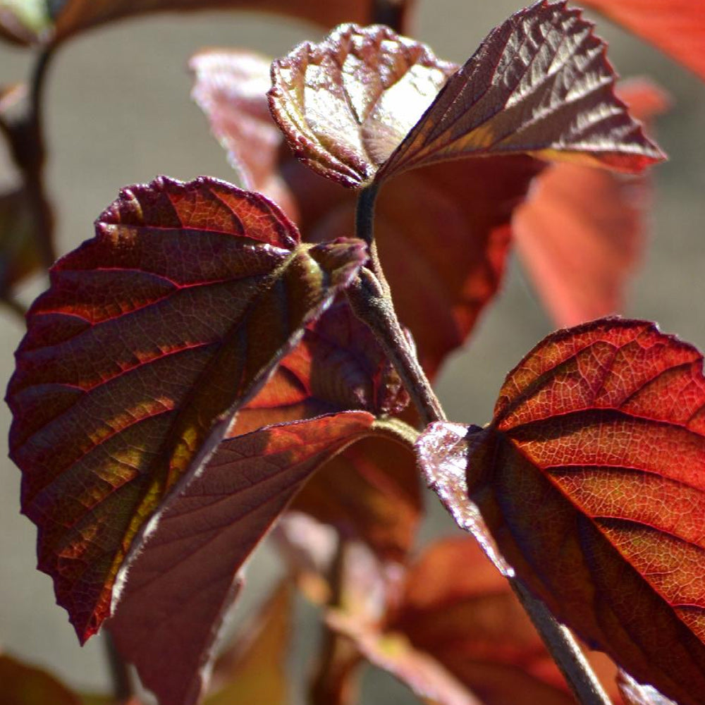 Viburnum, Sparkler #2