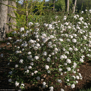 Viburnum, Spice Island #3