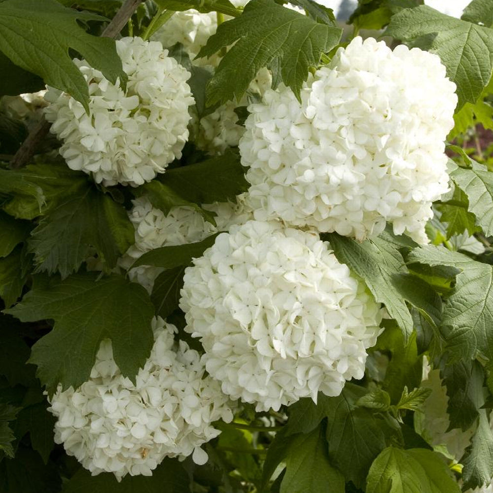 Viburnum, Sterile #5