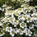 Load image into Gallery viewer, Viburnum, Summer Snowflake #5
