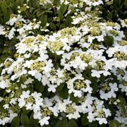 Viburnum, Summer Snowflake #5