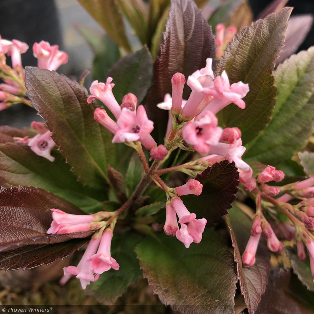 Viburnum, Sweet Talker #3