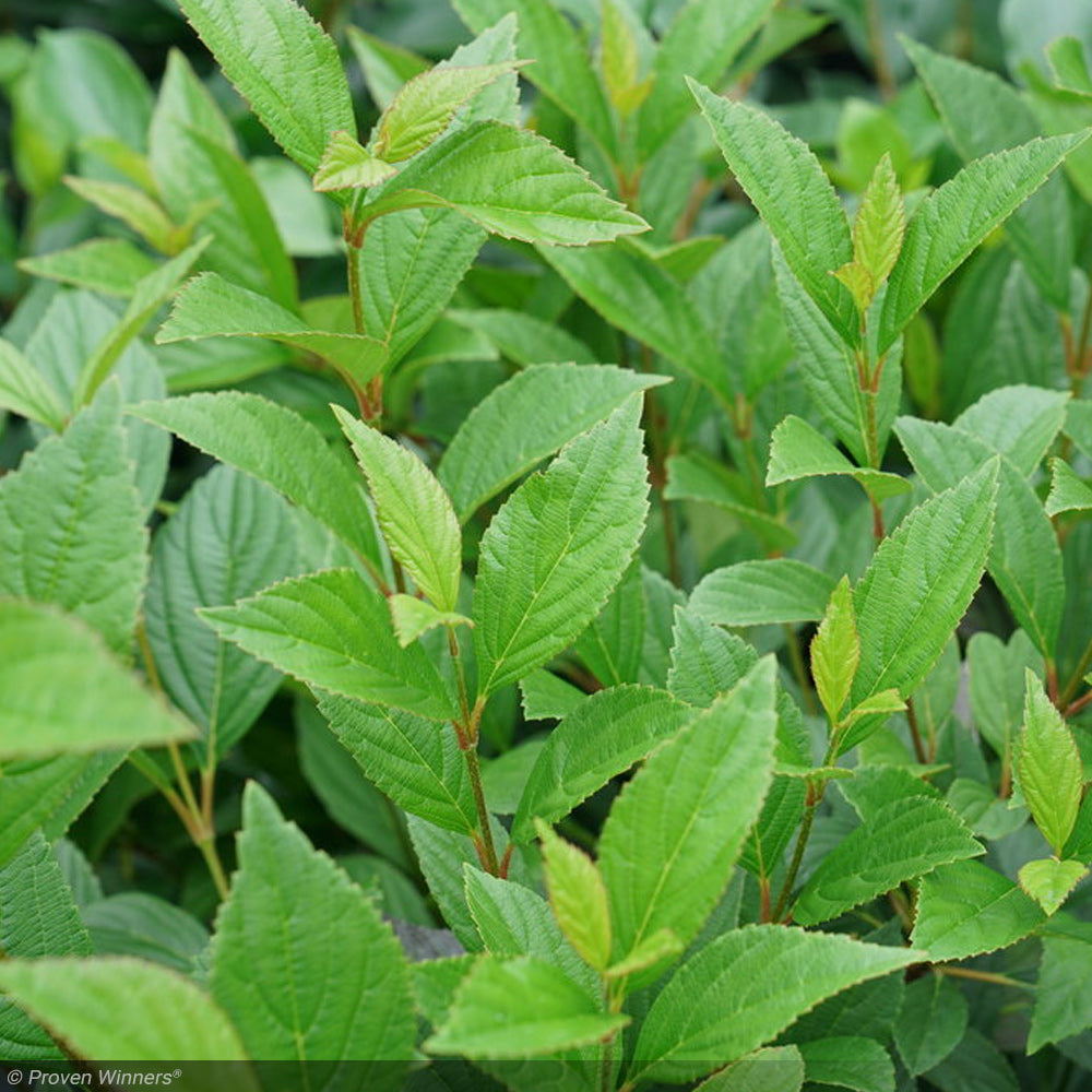 Viburnum, Sweet Talker #3