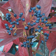 Viburnum, Winterthur #3