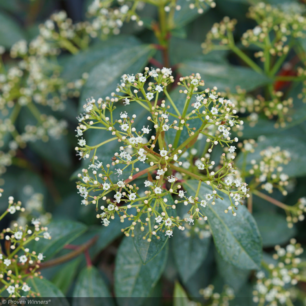 Viburnum, Yang #3