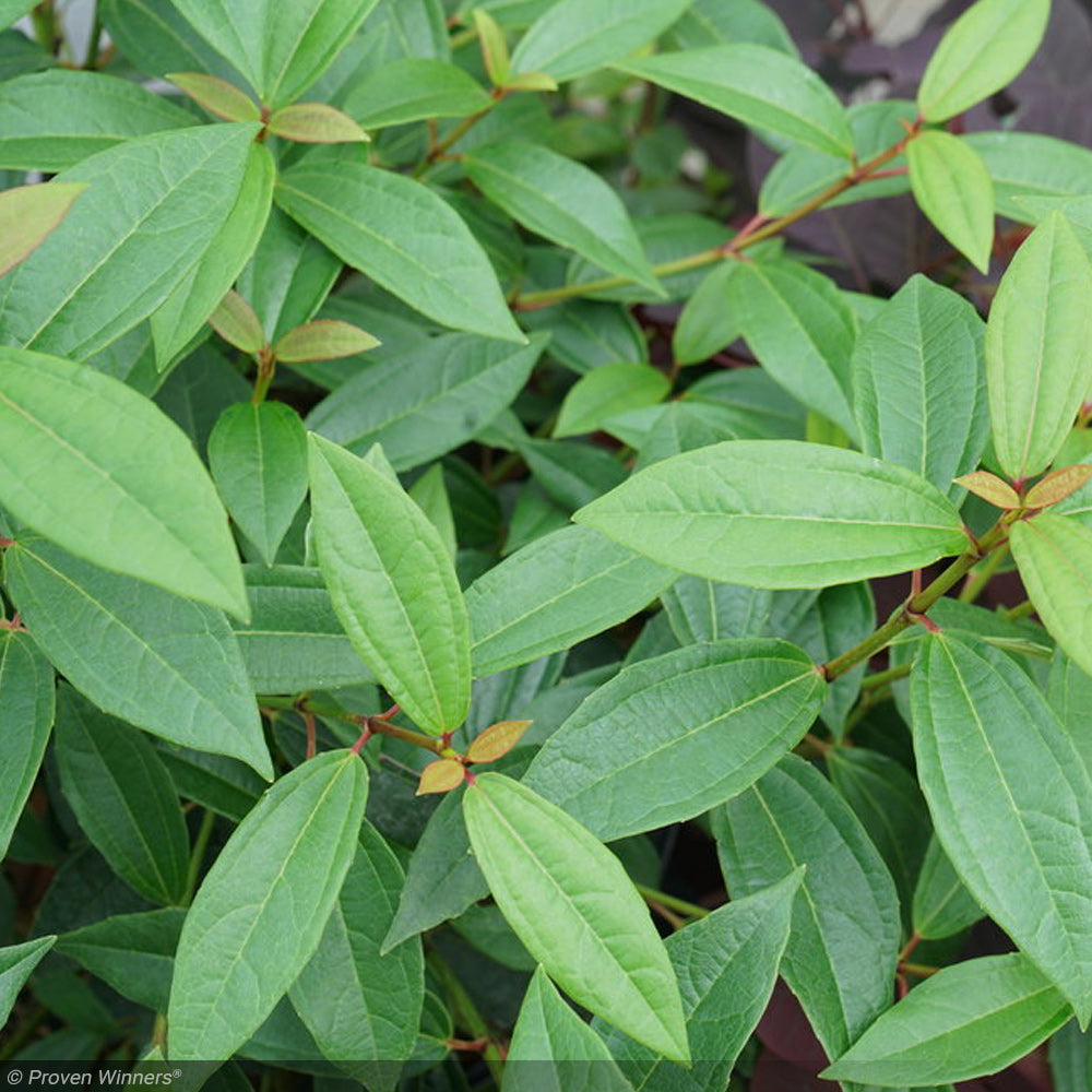 Viburnum, Yang #3