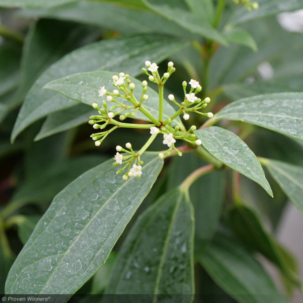 Viburnum, Yin #3