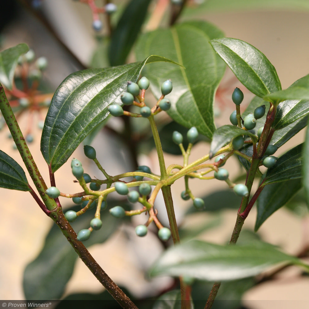 Viburnum, Yin #3