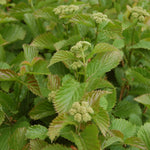Load image into Gallery viewer, Viburnum, Blue Blaze #3