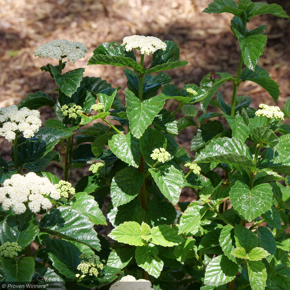 Viburnum, Glitters & Glows #7