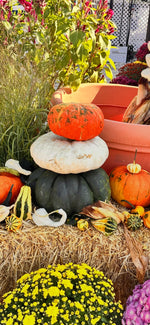 Load image into Gallery viewer, Pumpkin, Fancy Sm
