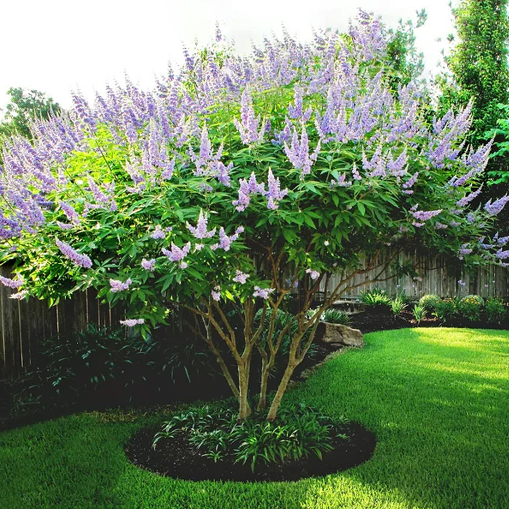 Vitex, Shoal Creek #15