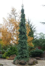 Load image into Gallery viewer, Spruce, Weeping White #15
