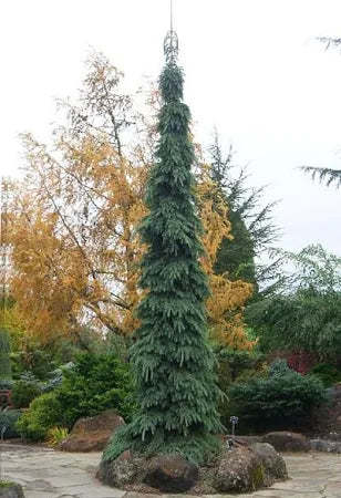 Spruce, Weeping White #15