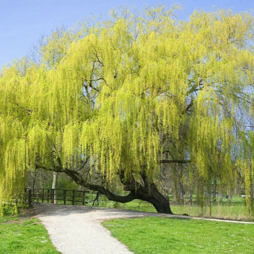 Weeping Willow, Golden #15 – Greenwood Creek Nursery