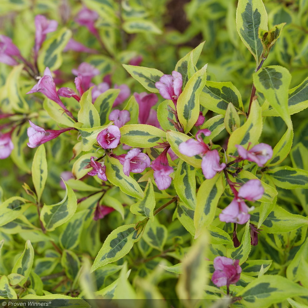 Weigela, Bubbly Wine #3