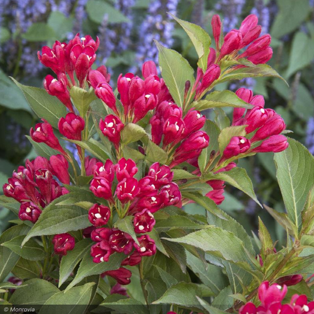 Weigela, Crimson Kisses #2