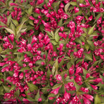 Load image into Gallery viewer, Weigela, Crimson Kisses #2
