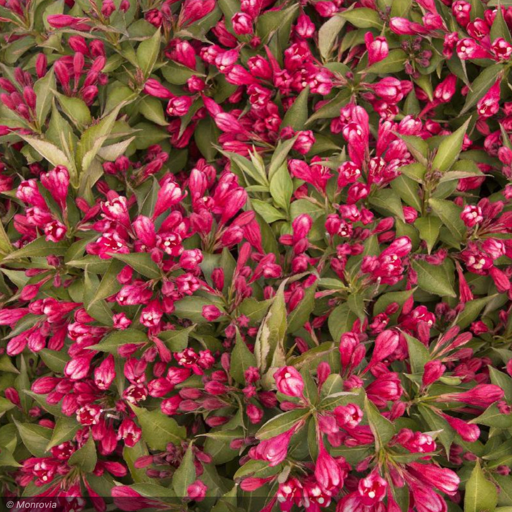 Weigela, Crimson Kisses #2