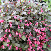 Weigela, Midnight Wine Shine #3