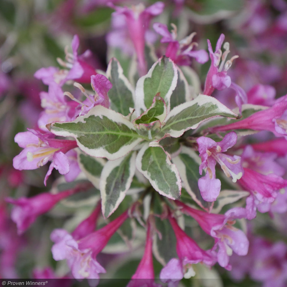 Weigela, My Monet Purple Effect #3