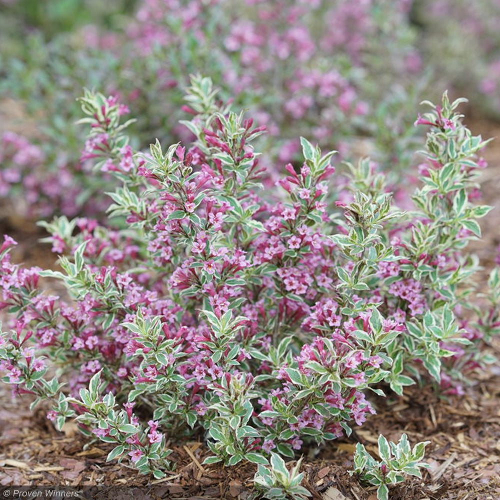 Weigela, My Monet Purple Effect #3