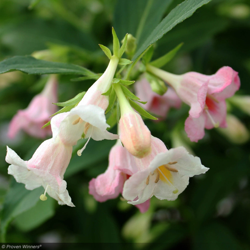 Weigela, Sonic Bloom Pearl #5