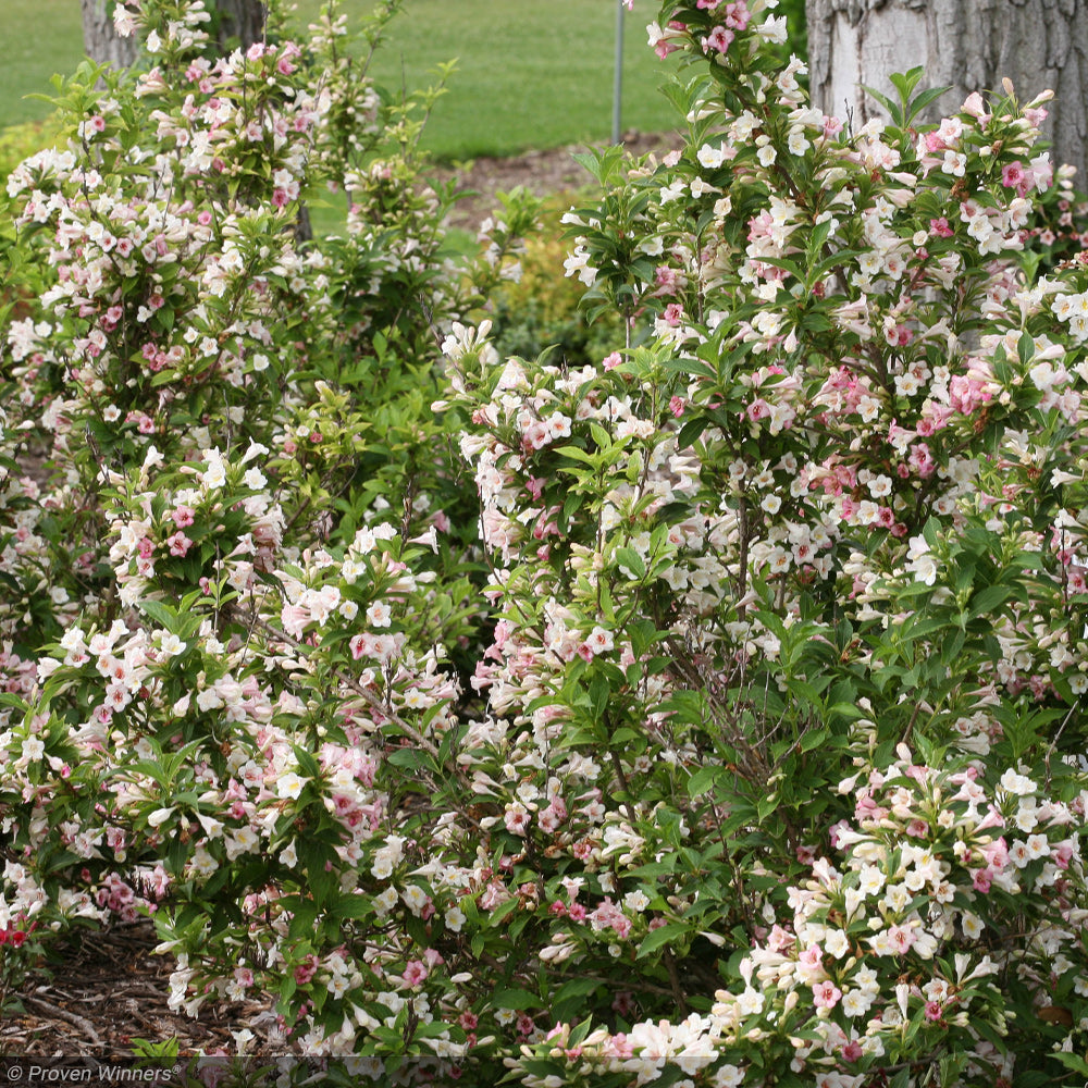 Weigela, Sonic Bloom Pearl #5