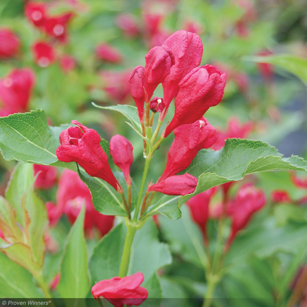 Weigela, Sonic Bloom Red #2