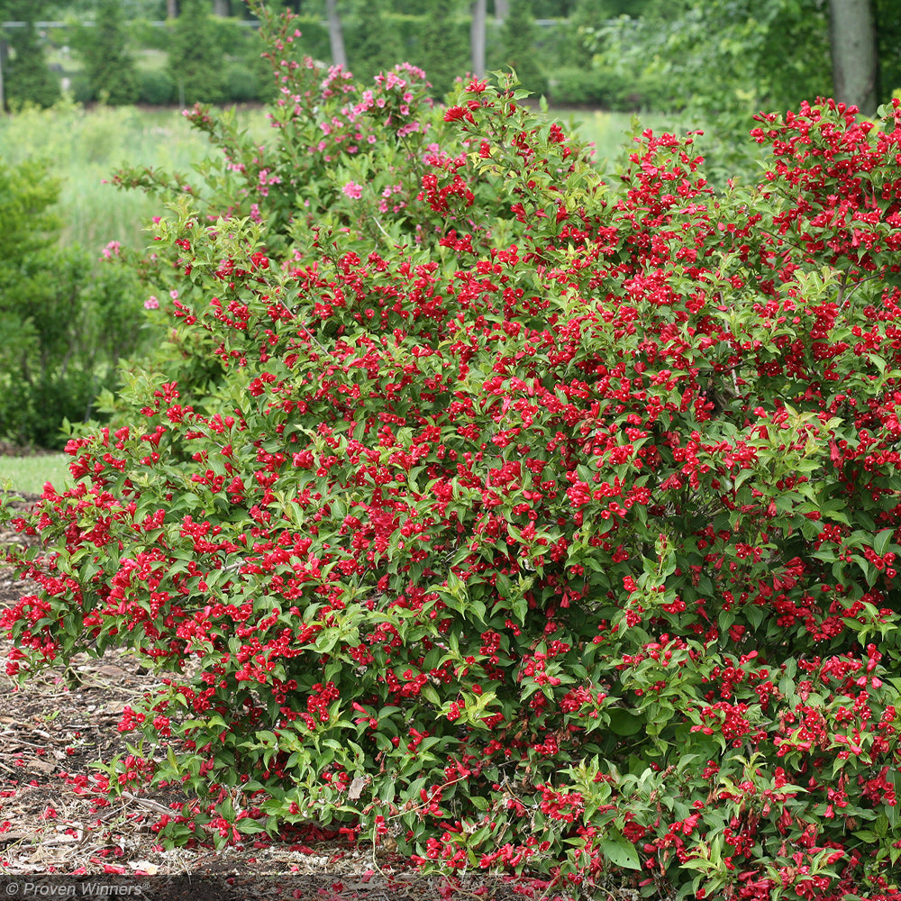 Weigela, Sonic Bloom Red #2