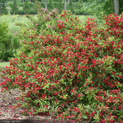 Weigela, Sonic Bloom Red #2