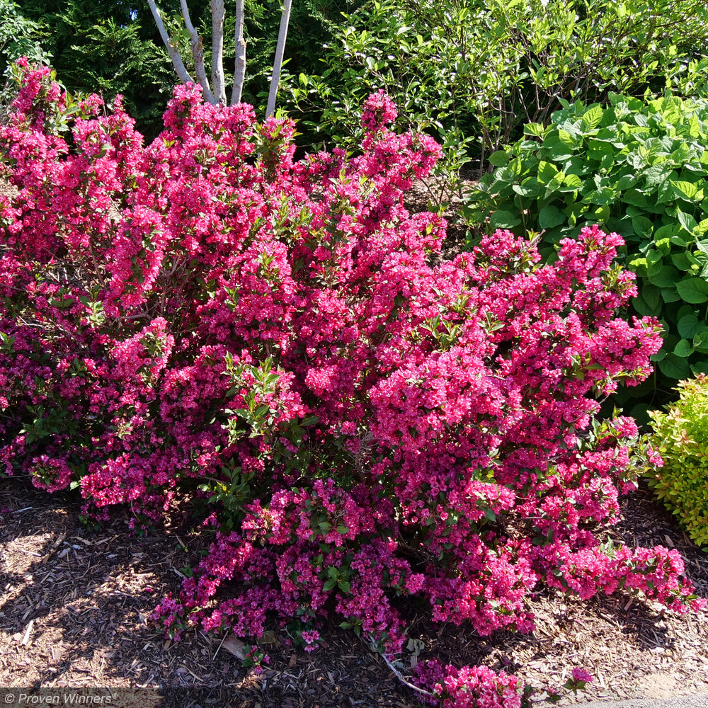 Weigela, Sonic Bloom Punch #3