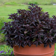 Weigela, Spilled Wine #2