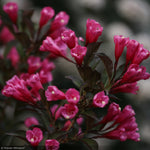 Load image into Gallery viewer, Weigela, Wine &amp; Roses #3