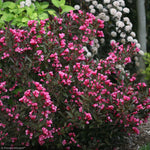 Load image into Gallery viewer, Weigela, Wine &amp; Roses #3