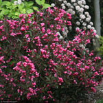 Load image into Gallery viewer, Weigela, Wine &amp; Roses #2
