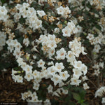 Load image into Gallery viewer, Weigela, Wine &amp; Spirits #3
