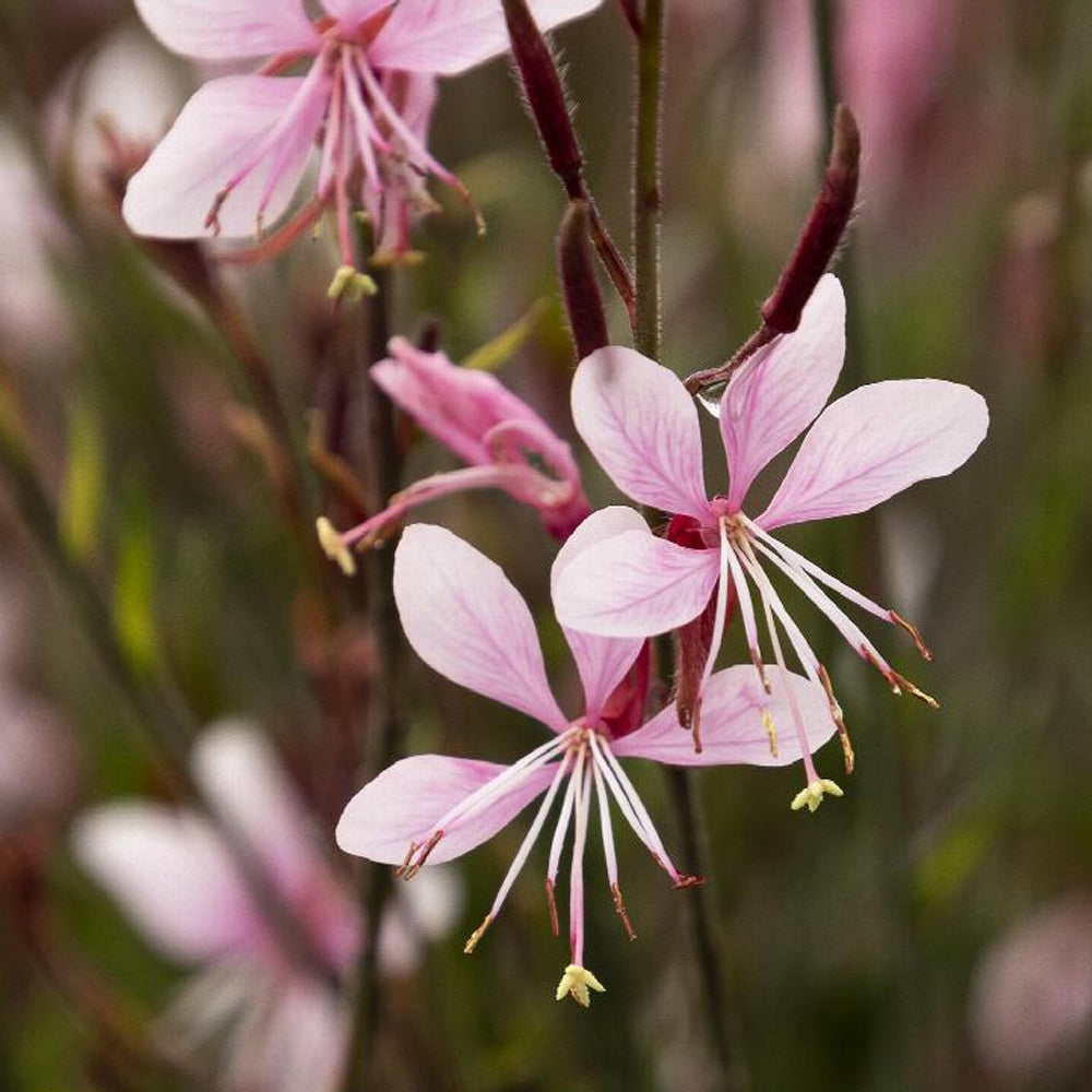 Whirling Butterflies Blush Pink #1 – Greenwood Creek Nursery