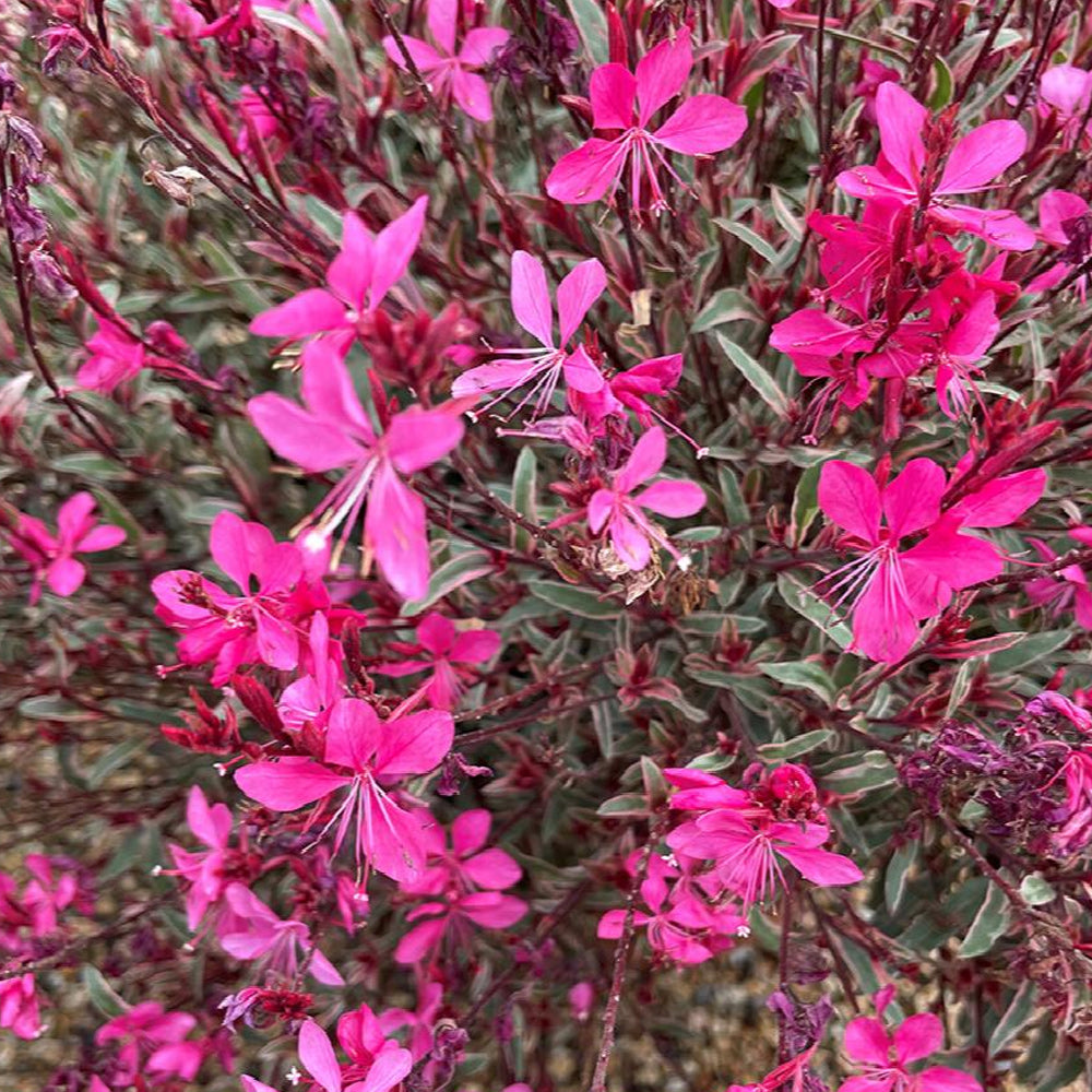 Whirling Butterflies, Gambit Variegata Rose #1