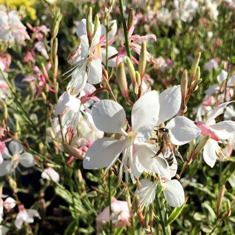 Whirling Butterflies, Silver Fountain #1