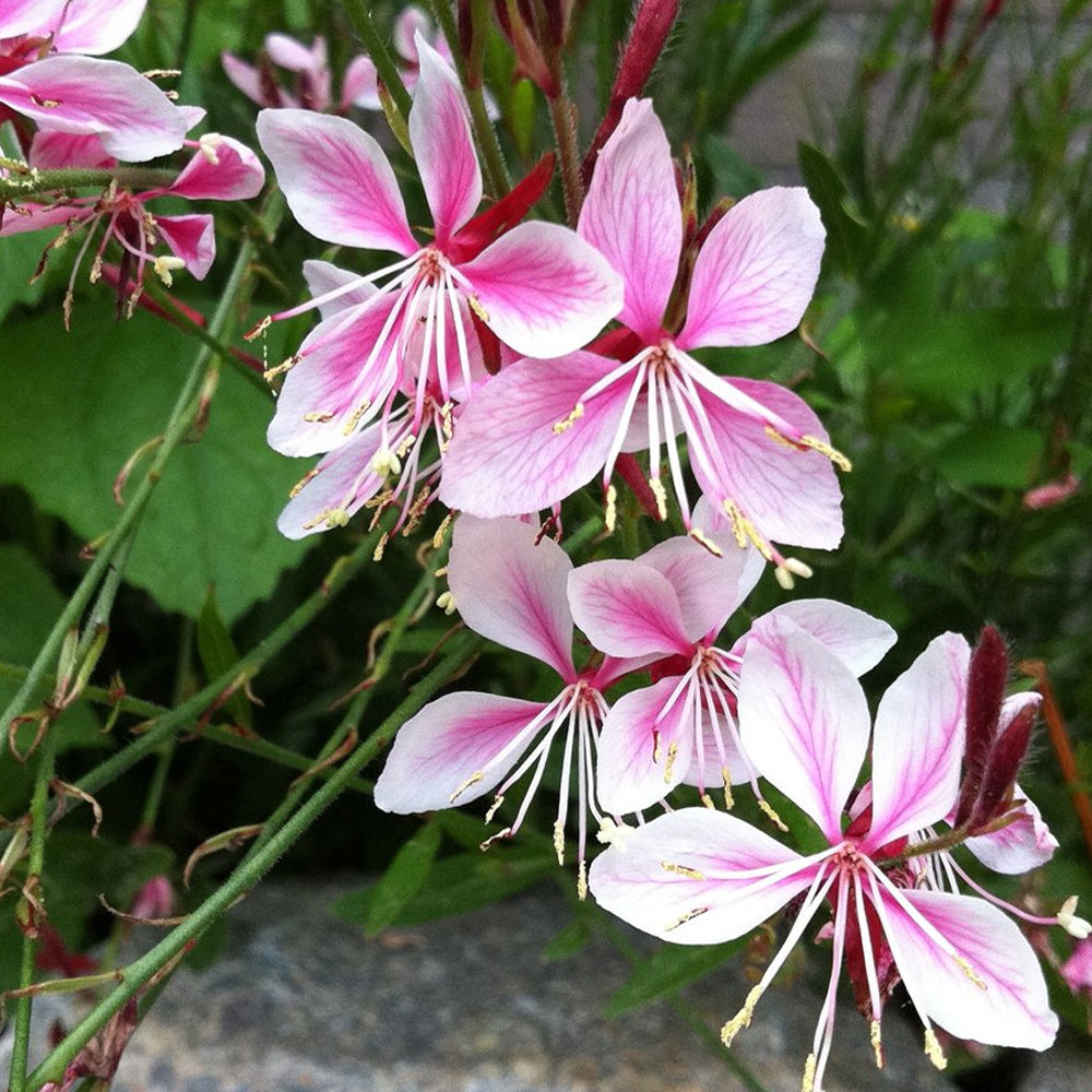 Whirling Butterflies, Siskiyou Pink #1