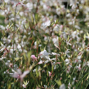 Whirling Butterflies, So White #1